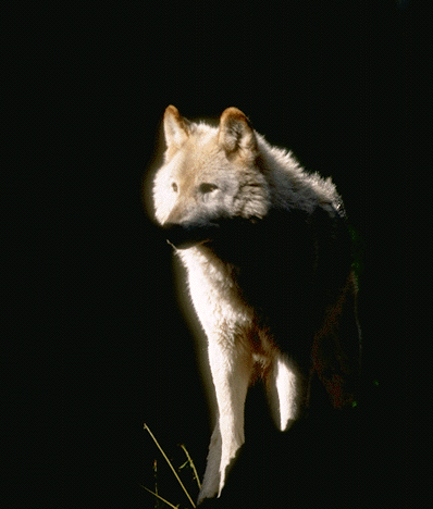 The White Wolf