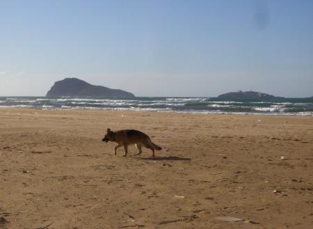Lobo on the beach à Cap de L'Eau