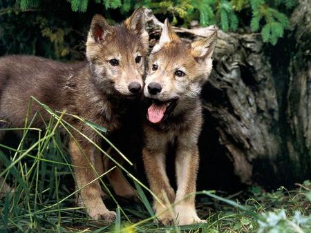 Wild Animal Baby Picture Gadget