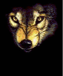 The Bad Wolf !