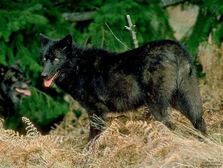 The Black Wolf