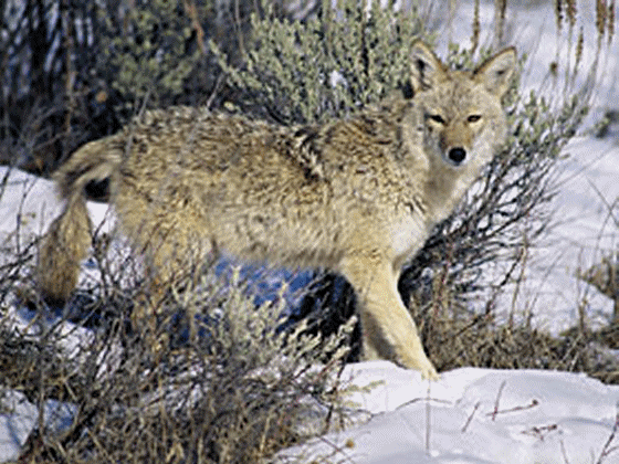 The Grey Wolf