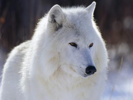 The White Wolve