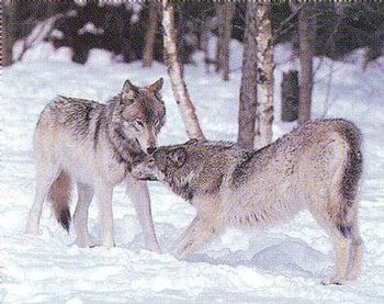 Dans la neige