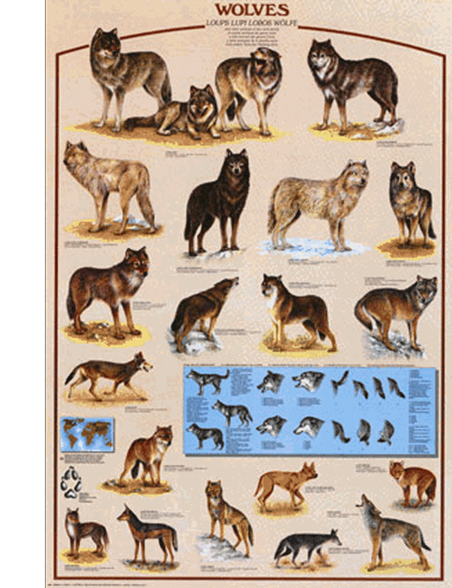 The Wolf Family