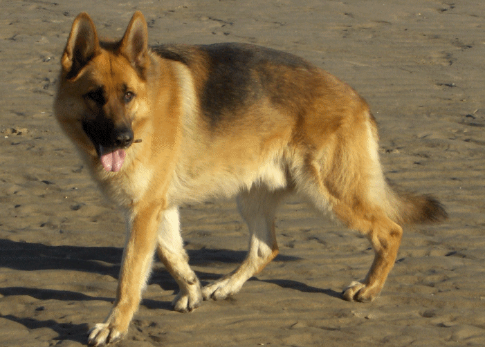 Mon Lobo ,  Loup d 'Alsace ( ou berger allemand )